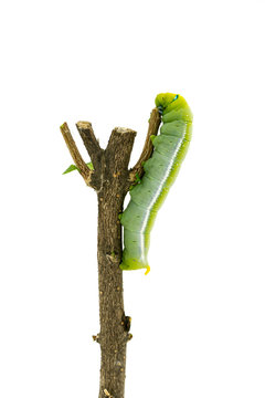 Green Caterpillar on white background