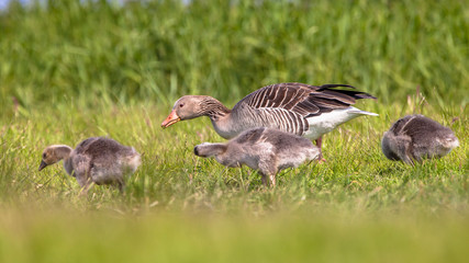 Mother with chicks of Greylag goose feeding on grass