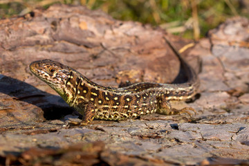 Sand lizard side view
