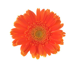 Orange flower of gerber isolated on white background