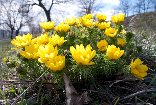 Adonis Vernalis 3