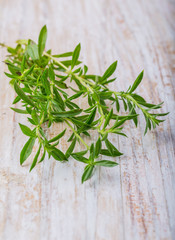 Branch of fresh savory