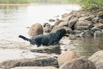 Black Labrador Retriever Returning From Water with Toy