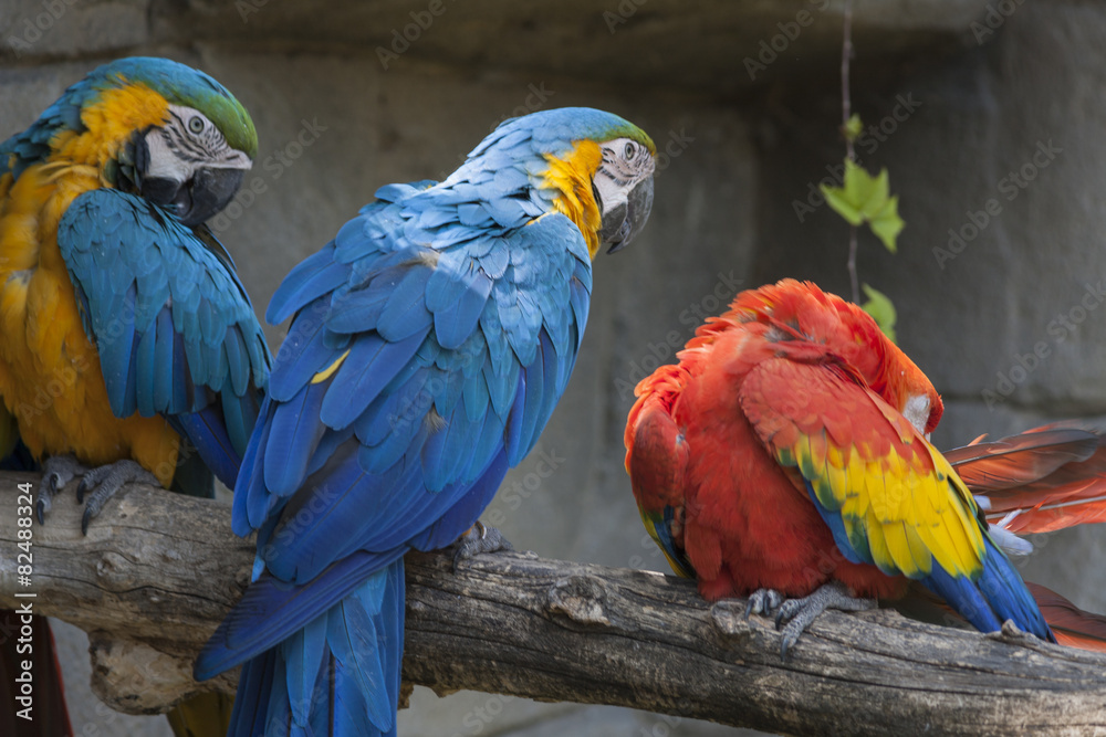 Wall mural ara ararauna parrot on its perch