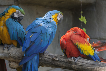 ara ararauna parrot on its perch