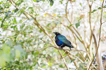 lamprotornis purpureus,