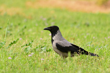 Obraz premium Cornacchia grigia (Corvus cornix) su prato
