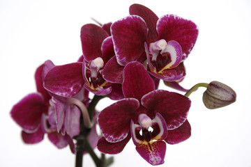 Fototapeta na wymiar бордовая орхидея фаленопсис мини