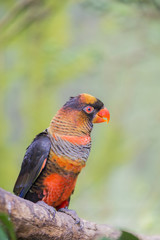 pseudeos fuscata