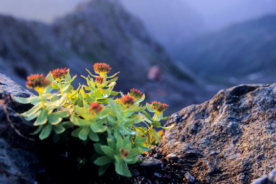 Dawn of Rhodiola rosea healthy alpine plant flower. 夜明けのイワベンケイ