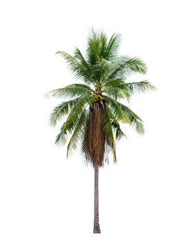 Coconut tree isolated on white background