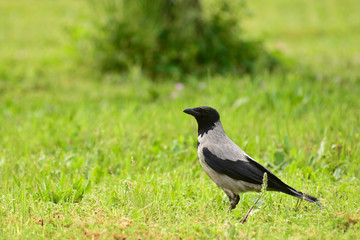 cornacchia grigia (Corvus cornix) su prato