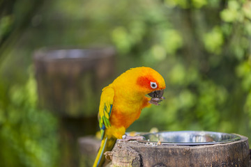 aratinga solstitialis