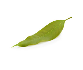 mango leaf on white background