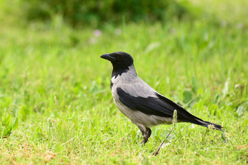 cornacchia grigia (Corvus cornix) su prato - ritratto