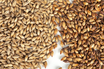 malt grains