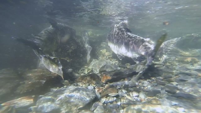 Underwater wild Alaskan salmon running upstream