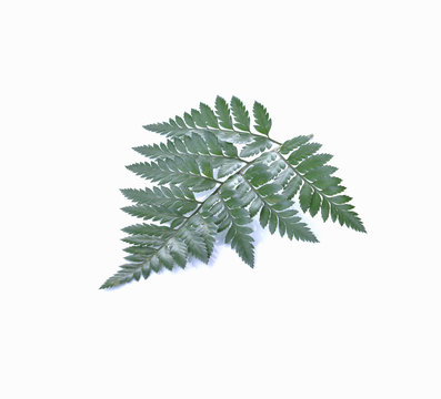 green leaf isolated on a white background