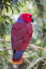 eclectic parrot, eclectus roratus