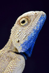 The Savigny's agama (Trapelus savignii)
