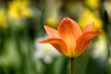 Tulpe orange und gelbe Osterglocken