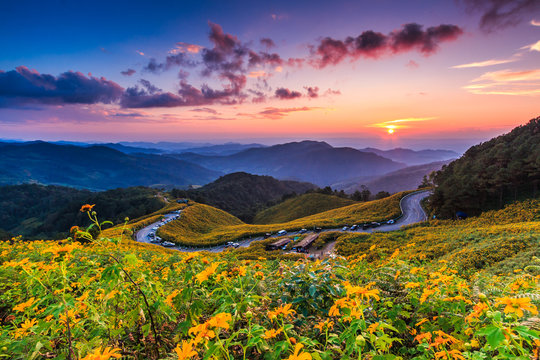 Mexican sunflower called Tung Bua Tong and sunset, Thailand