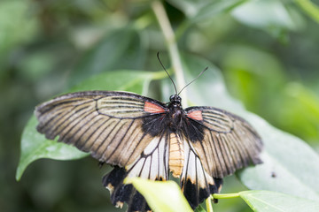 Obraz na płótnie Canvas Scarlet Mormon, Papilio rumanzovia