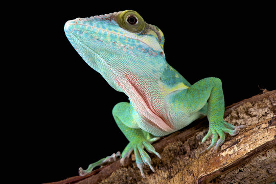 Smallwood's anole (Anolis smallwoodi) is one of the biggest Anole species in the world. They are endemic to Guantanamo, Cuba.