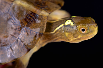 Beal's eyed turtle (Sacalia bealei) is an endangered turtle species found in Hong Kong and China.