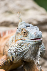large iguana