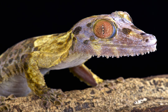 Henkel's leaf-tailed gecko (Uroplatus henkeli) is a true master of camouflage.