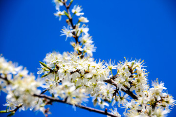 bloom tree