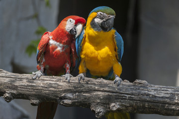 ara ararauna parrot on its perch