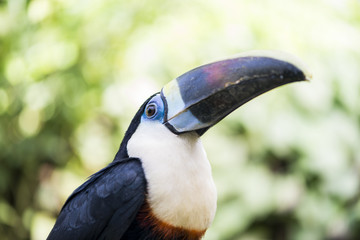 tucan, tucanus ramphastos