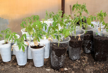 The tomato seedling in plastic glasses costs in the greenhouse