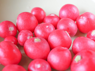 Radish vegetable