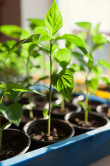 Macro of seedlings potted in peat tray