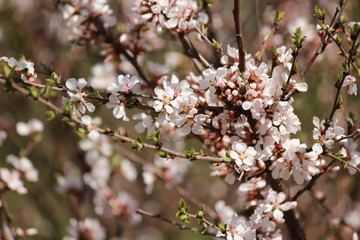 Красивое цветение вишни