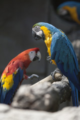ara ararauna parrot on its perch