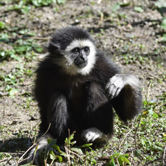 Lar Gibbon (Hylobates lar)