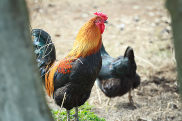 Multicolor rooster and black hen in summer farmyard
