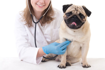 vet doctor checking pug dog with stethoscope isolated on white