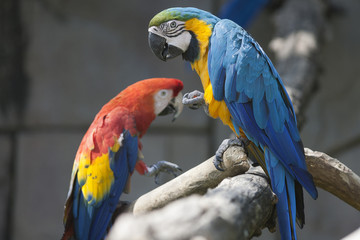 ara ararauna parrot on its perch