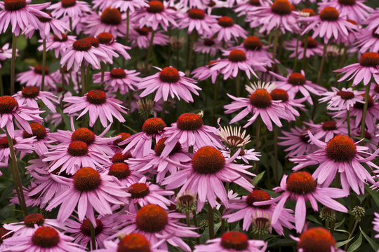 echinacea purpurea blooming flowers