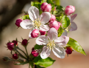 Obraz na płótnie Canvas spring flowers, blooming apple tree with buds, macro