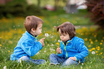 Happy cute caucasian boys, blowing dandelion outdoors in spring