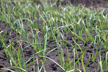 Чеснок на грядке