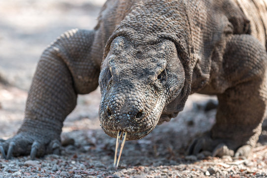 Komododrachen