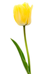 yellow tulip isolated on a white background