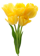 yellow tulips isolated on a white background